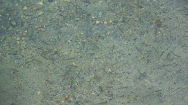 Lots of small fish in shallow water.