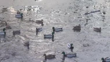 Vahşi ördekler donmuş gölün yüzeyinde ince buzlarla yüzerler..