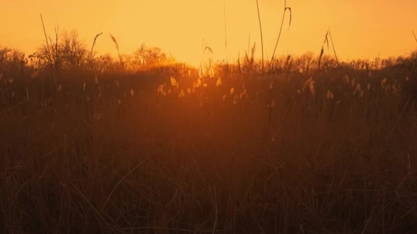 Zachód Słońca Jasne Pomarańczowe Słońce Poprzez Rosnące Trzciny — Wideo stockowe