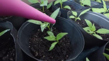 Toprağa ekilmeden önce küçük yeşil filizlerin sulanması.