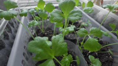 Tomurcukları yere serilmeden önce kablarda küçük yeşil filizler oluştu..