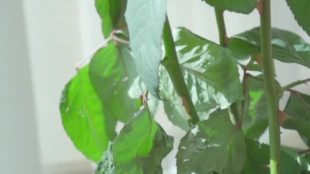 花瓶里枯萎的玫瑰花 — 图库视频影像