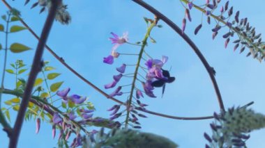 Siyah yaban arısı mavi gökyüzüne karşı çiçekleri tozlaştırır.