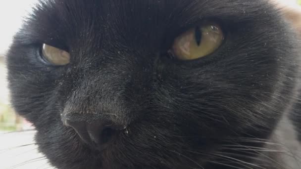 Брудне Обличчя Чорної Кішки Великими Зеленими Очима — стокове відео