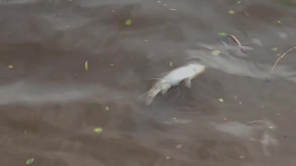 Peștii Morți Plutesc Suprafața Apei Murdare — Videoclip de stoc