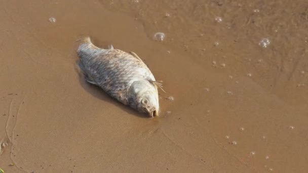 Νεκρά Ψάρια Βρίσκονται Στην Αμμώδη Ακτή — Αρχείο Βίντεο