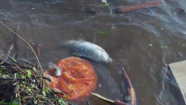 Döda Fiskar Flyter Förorenat Vatten Bredvid Plastpåsen — Stockvideo