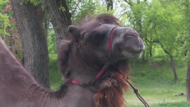 Cara Camello Que Mira Cámara Luego Aleja Cabeza — Vídeos de Stock