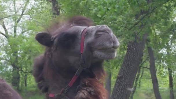 Крупный План Морды Верблюда Фоне Зеленой Растительности — стоковое видео