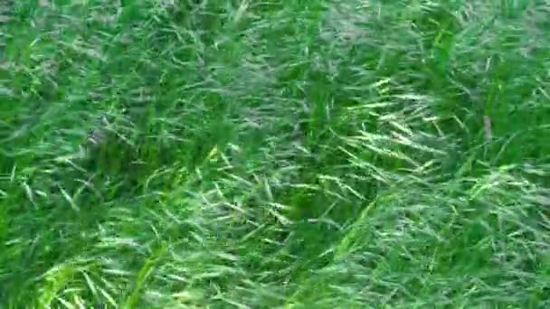 Zielona Trawa Kołysze Się Wietrze — Wideo stockowe