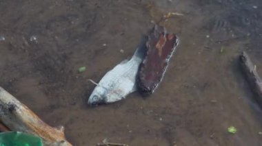 Nehir kıyısında çöplerle çevrili ölü balıklar..