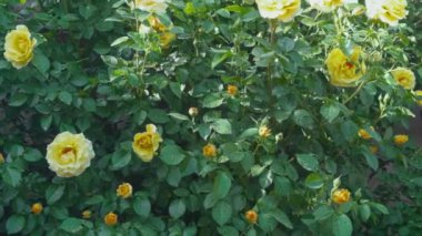 Bahçede açan sarı güller.