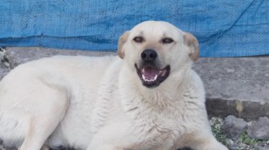 Beyaz köpek sokakta yatar ve kameraya bakar..