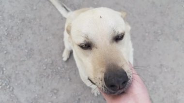 Köpeğin sahibi onu eliyle okşar. Adanmış köpek pençesini sunar.