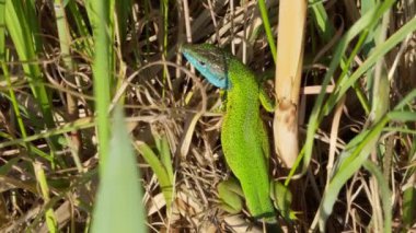 A green lizard with a blue head sits in a thicket of grass and then runs away..