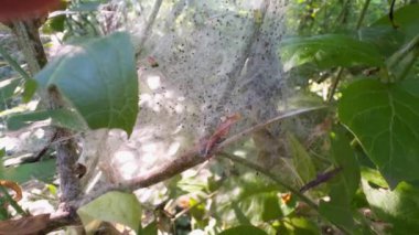 Colony of larvae in web on leaves of tree..