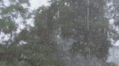 Ev penceresinden sivrisinek ağına doğru sağanak yağmurun görüntüsü..