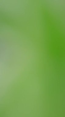 Soyut yeşil odaklanmış arka plan hafif döngü hareketi ile. Dikey video..