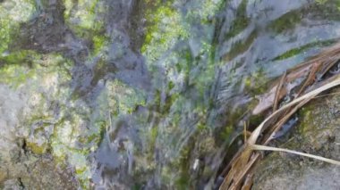 Vahşi doğada akan akıntıya yakın..