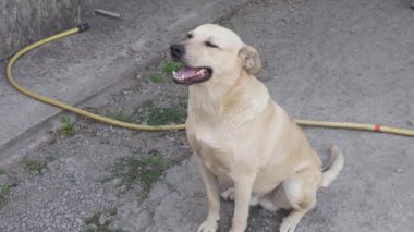 Beyaz itaatkar köpek sahibine bakıyor...