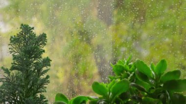 Çiçekler pencere eşiğinde, dışarıda şiddetli yağmur yağıyor...