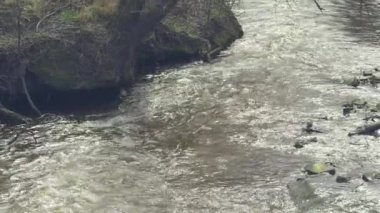 Ağaç dalları arasında akan nehir..