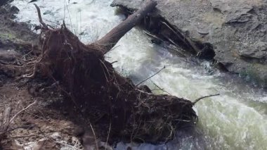 Kökleri köklerinden sökülmüş bir ağaç nehir kıyısında dalgalı bir su akıntısının yanında yatıyor..