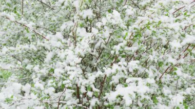 Alışılmadık yaz karı, yeşil yaprakları ve ağaç dallarını kaplıyor..