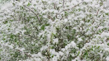 Yeşil yapraklı çalılar karla kaplı, ilkbaharda kış kontrastı oluşturuyor..