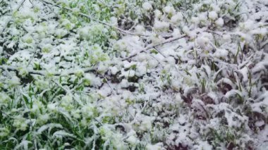 Karla kaplı yeşil çimenler, beyaz kar ve yeşil bitki örtüsü arasında bir kontrastlık yaratır..