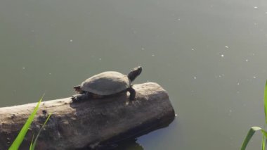 Kırmızı kulaklı bir sürgülü, suyun ortasındaki bir kütüğün üzerinde güneşleniyor. Vahşi bir sürüngen için doğal ortamında huzurlu bir dinlenme anı..