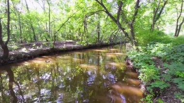 Sakin bir dere yemyeşil orman bitkilerinin arasından akar, sakin bir ortamda güneş ışığını yansıtır..