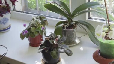 Pencere kenarındaki kapalı bitkiler taze yeşillik ve çiçeklerle alanı genişletiyor..