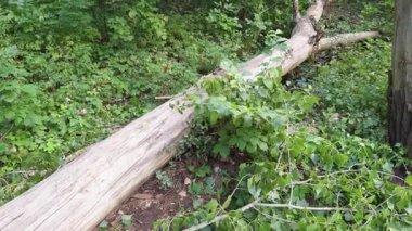 Yoğun ormandaki büyük kurumuş ağaç, yeşilliklerle çevrili, yaşlanmayı ve doğal çürümeyi yansıtıyor..