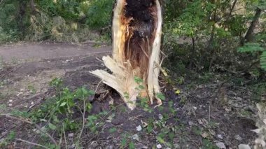 Fırtınadan sonra gövdesi kırılmış bir ağaç. Parçalanmış odun ve orman enkazı görünür durumda..