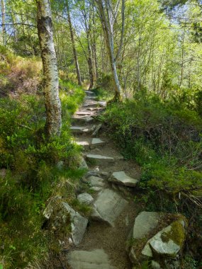 Cairn Gorm yakınlarındaki İskoç Dağları 'ndaki doğal ormanlık alana uzanan taşlı bir patika. Gümüş huş ağacı, kavak ağacı.