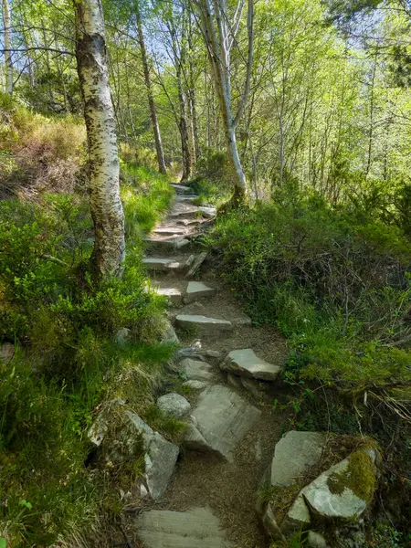 Cairn Gorm yakınlarındaki İskoç Dağları 'ndaki doğal ormanlık alana uzanan taşlı bir patika. Gümüş huş ağacı, kavak ağacı.