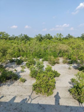 UNESCO Dünya Mirası ve dünyanın en büyük mangrov ormanı olan Sundarbans Sahnesi, tehlike altındaki Bengal kaplanı dahil olmak üzere eşsiz ekosistemiyle ve kıyı ekolojisi ve biyolojik çeşitliliği koruma alanındaki kritik rolüyle ünlüdür..