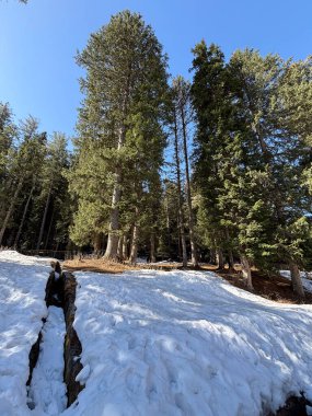 Kaşmir Pahalgam Vadisi 'nin güzel manzarası 