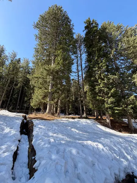 Kaşmir Pahalgam Vadisi 'nin güzel manzarası 