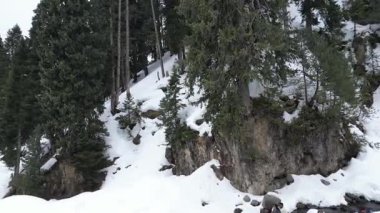 Kashmir 'in karlı dağlarla kaplı vadisi ve orman alanıyla güzel bir hava manzarası.