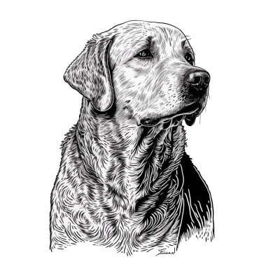 Köpek suratı siyah beyaz çizilmiş. Vektör illüstrasyonu, beyaz arkaplan, etiket, etiket, t-shirt tasarımı