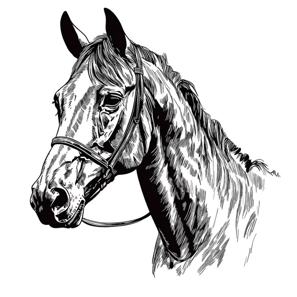 Kůň Nakreslený Jednoduchým Perem Inkoustem Vektorová Ilustrace Bílé Pozadí Štítek — Stockový vektor