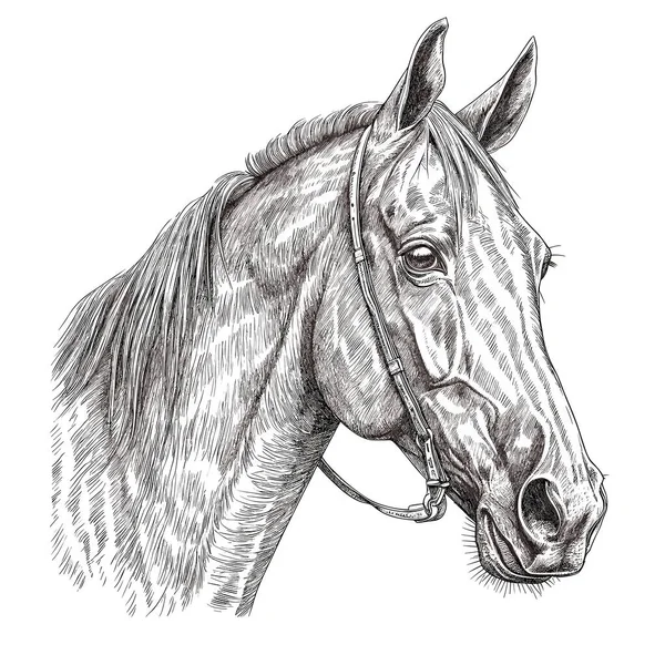 Silhueta Uma Cabeça Cavalo Desenhada Tinta Preta Fundo Isolado Ilustração —  Vetores de Stock