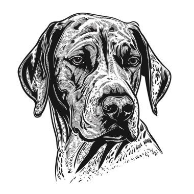 Basit bir kalem ve mürekkeple çizilmiş bir köpek. Vektör illüstrasyonu, beyaz arkaplan, etiket, etiket, t-shirt tasarımı