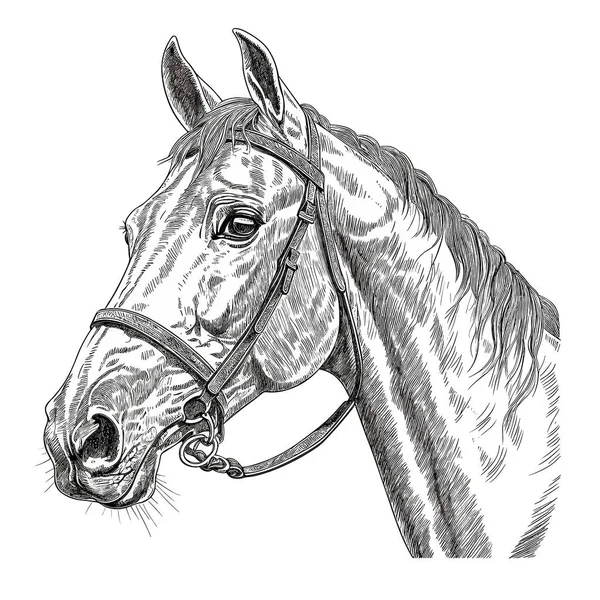 Koňský Obličej Stažený Černobílém Stylu Vektorová Ilustrace Bílé Pozadí Štítek — Stockový vektor