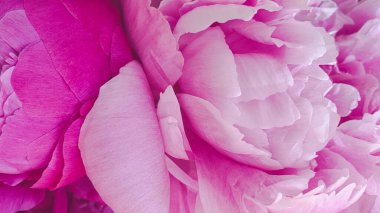 Pembe gül yaprakları arka plan