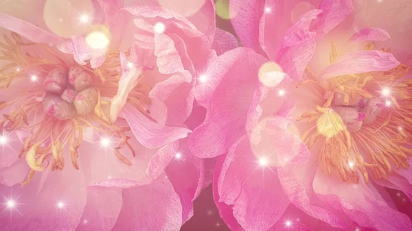 粉色玫瑰花瓣背景 — 图库照片