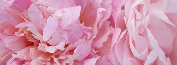Rosa Rosenblätter Hintergrund — Stockfoto