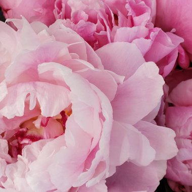 Pembe gül çiçekleri çiçek desenleri 